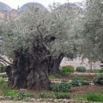 Ancient olive grove. The garden of Gethsemani.
The olive trees can last thousands of years because they open up their center to the wind which blows away the deadwood.